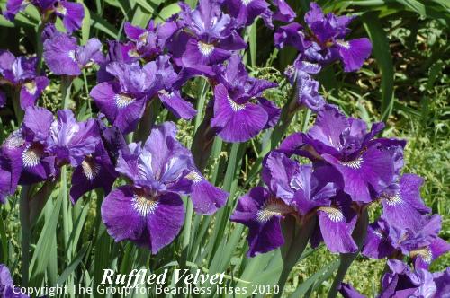 Ruffled Velvet